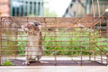 Rat pris au piège dans un jardin