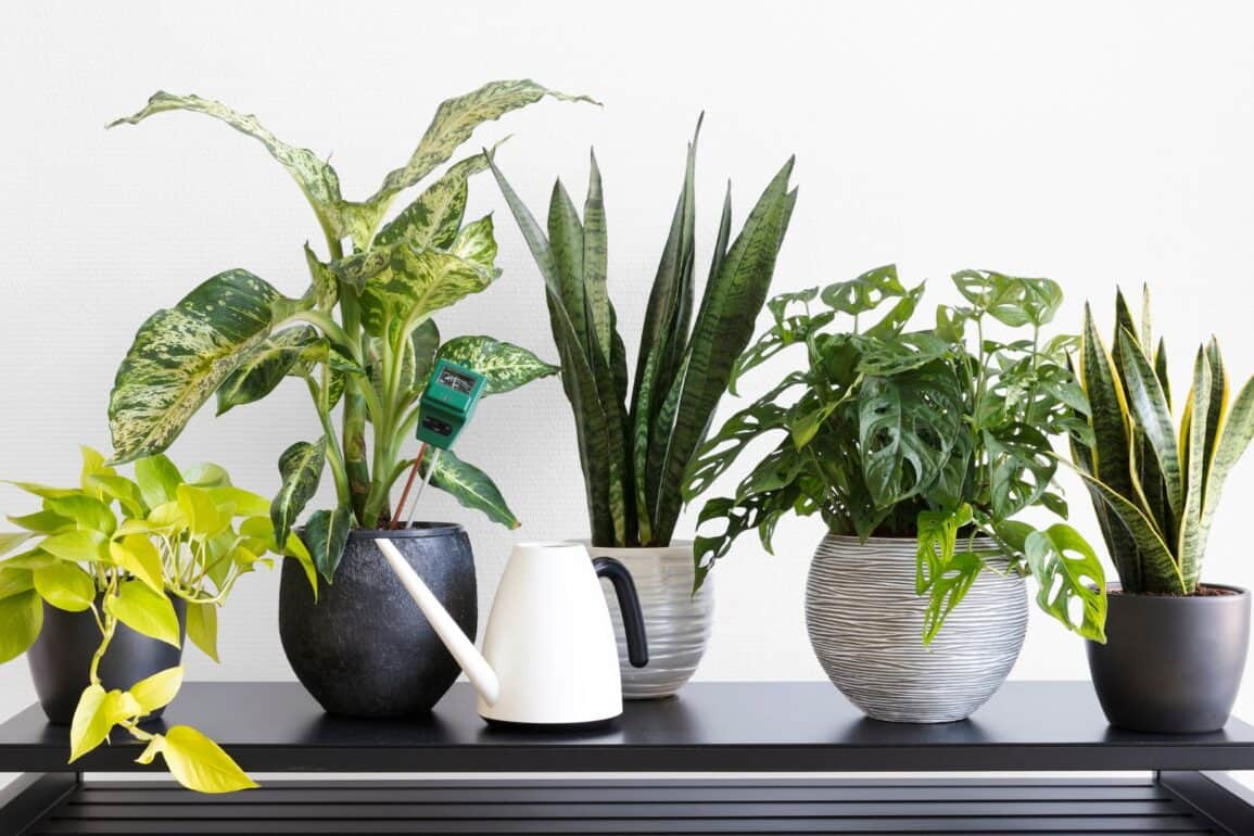 Cinq plantes d'intérieur