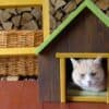 Chat dans une cabane