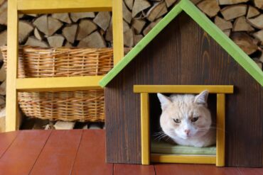 Chat dans une cabane