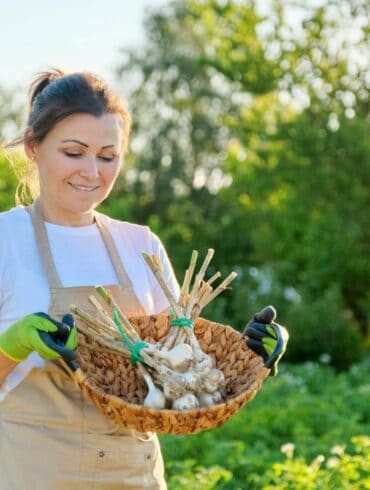 préparer votre potager