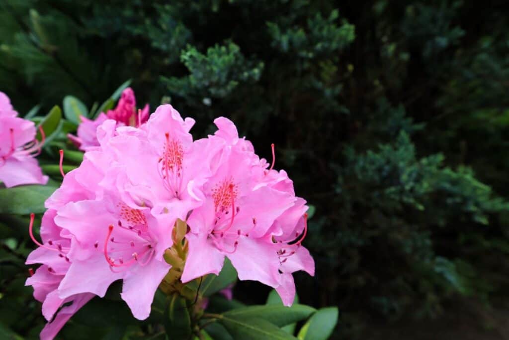 Rhododendron japonicum