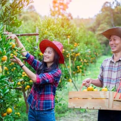 conseils récolte fruits