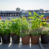 Jardinage en ville : comment créer un espace de verdure avec peu d’espace disponible ?